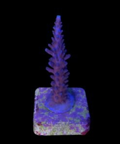 Alternative view of Ultimate Blue M