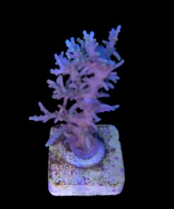 Yellow Tips Dragon G