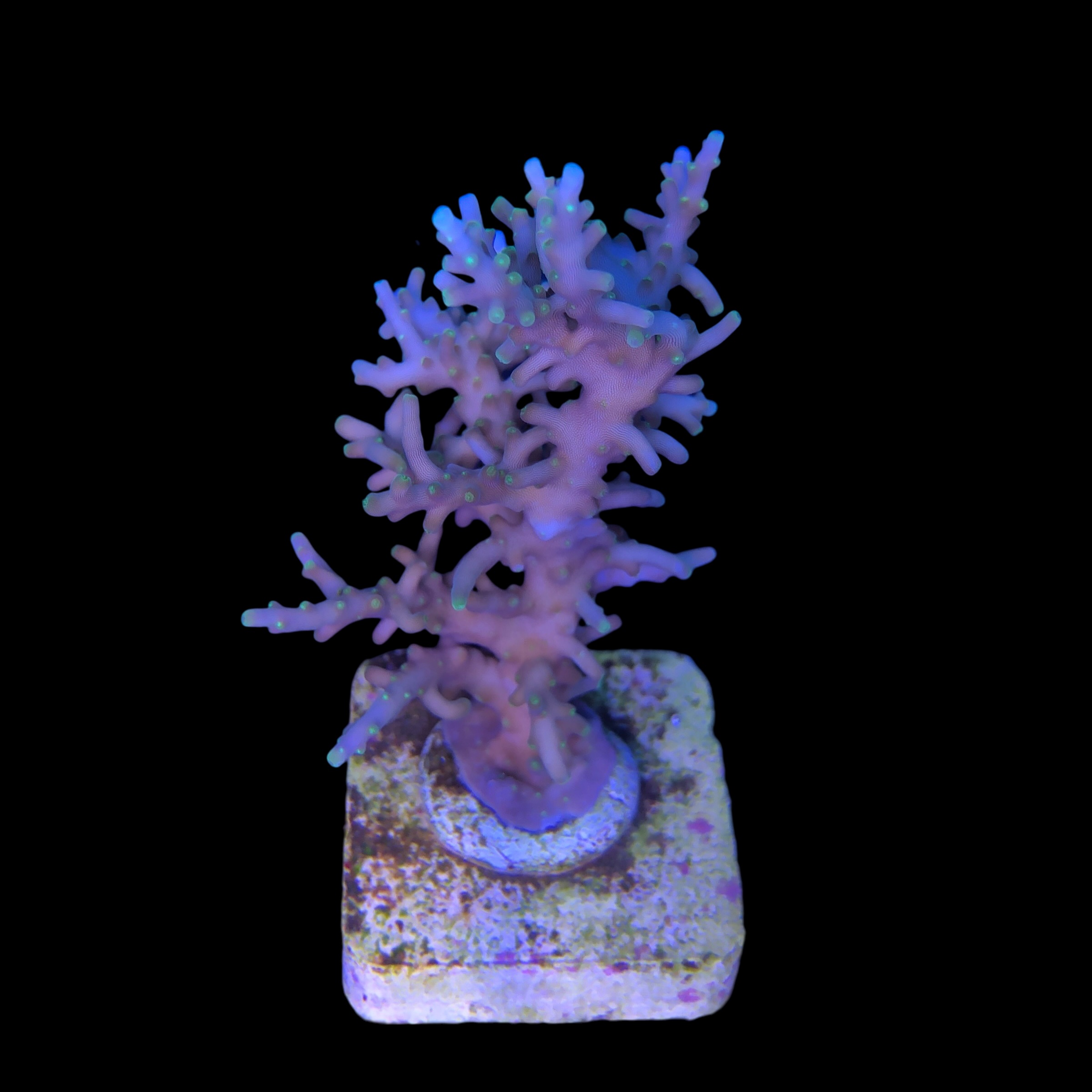 Yellow Tips Dragon G