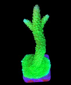 Yongei Green Blue Tips G