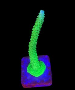 Yongei Green Blue Tips G