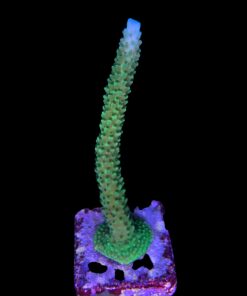 Alternative view of Yongei Green Blue Tips G