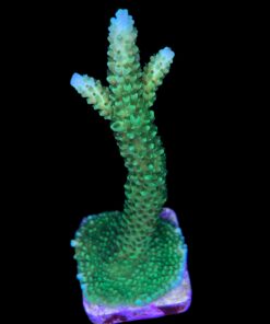 Alternative view of Yongei Green Blue Tips G