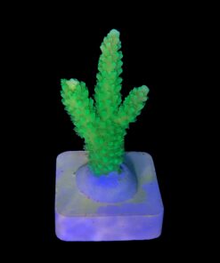 Alternative view of Yongei M