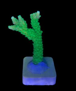 Alternative view of Yongei G