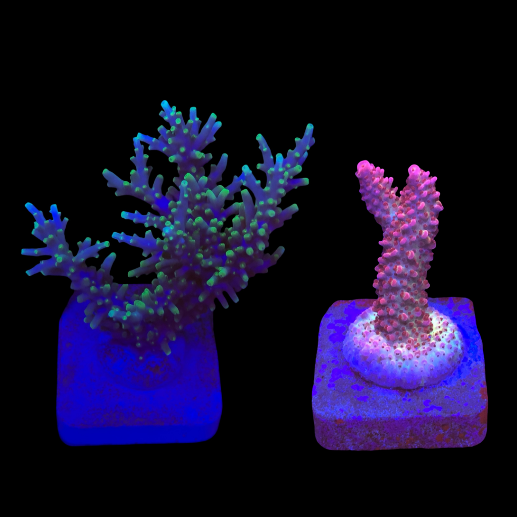 Ocyan