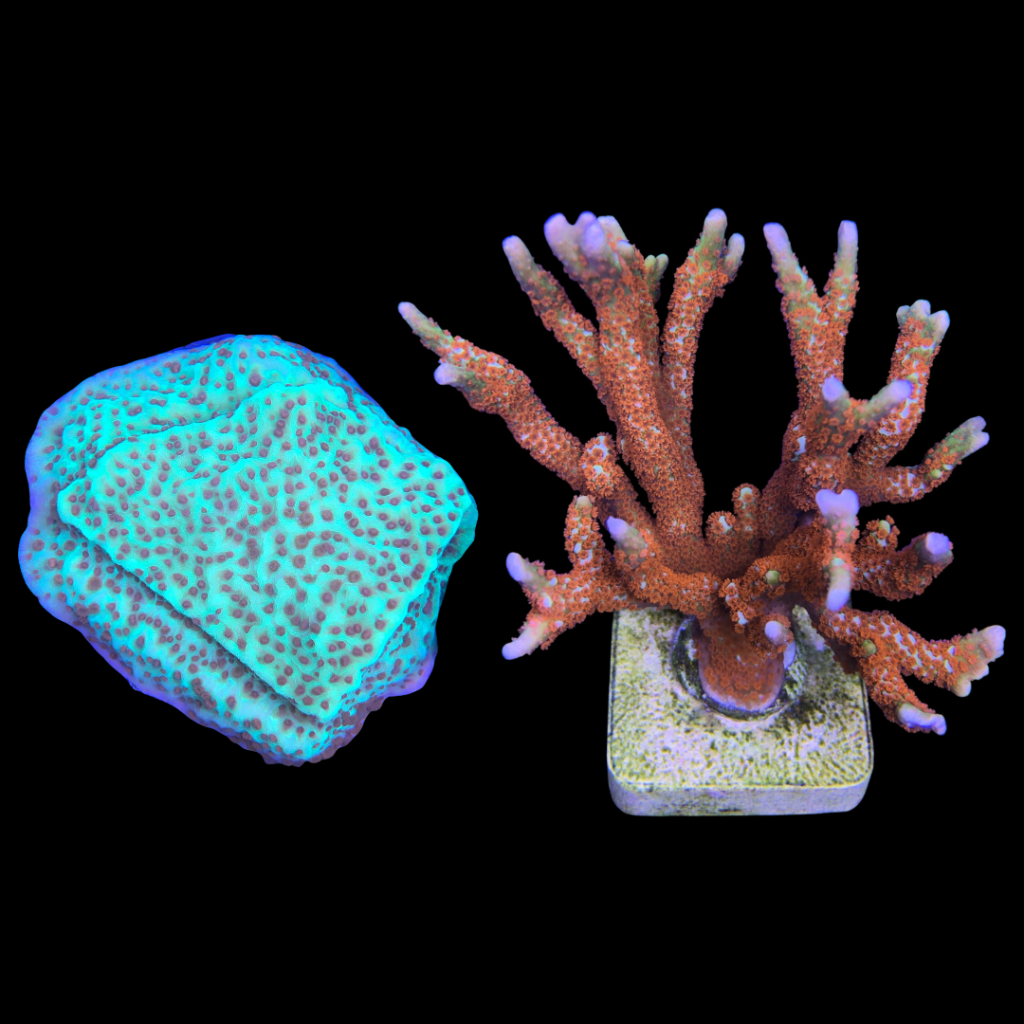 Ocyan