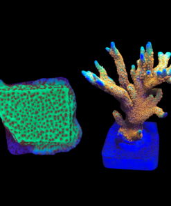 Montipora Jedi + Montipora Forest Fire