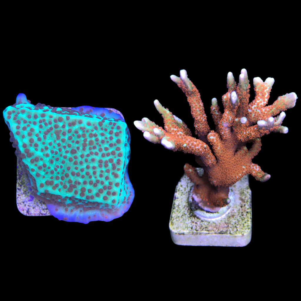 Ocyan