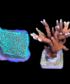 Alternative view of Montipora Jedi + Montipora Forest Fire