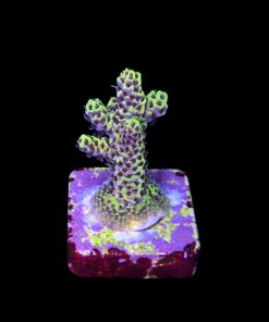 Alternative view of Afterparty M