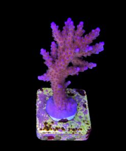 Alternative view of All Star G