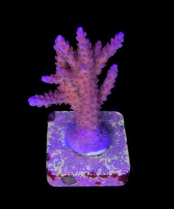 Alternative view of All Star M