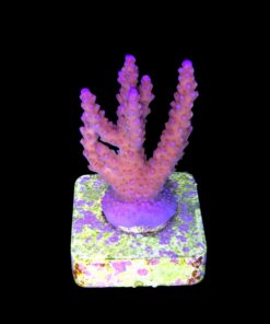 Alternative view of All Star M