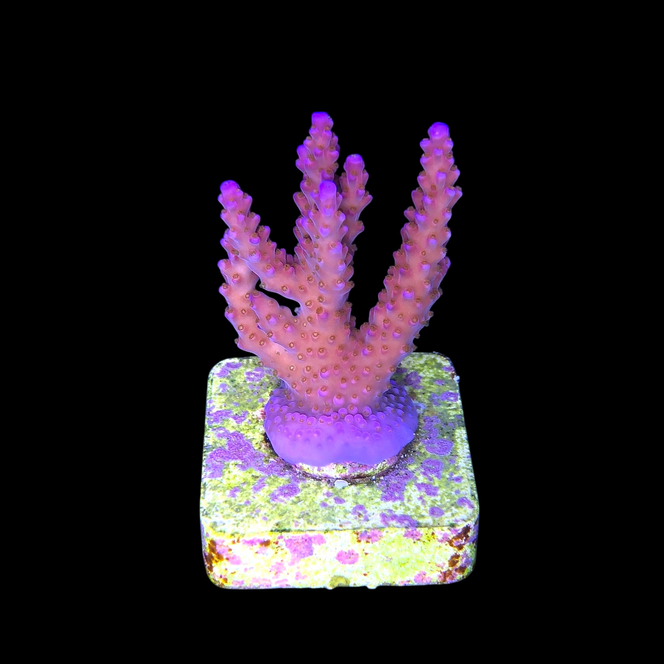 All Star M - Imagem 2