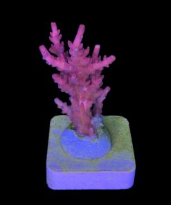 Alternative view of Austera Pink Yellow Tips G