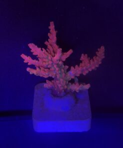 Austera Pink Yellow Tips M