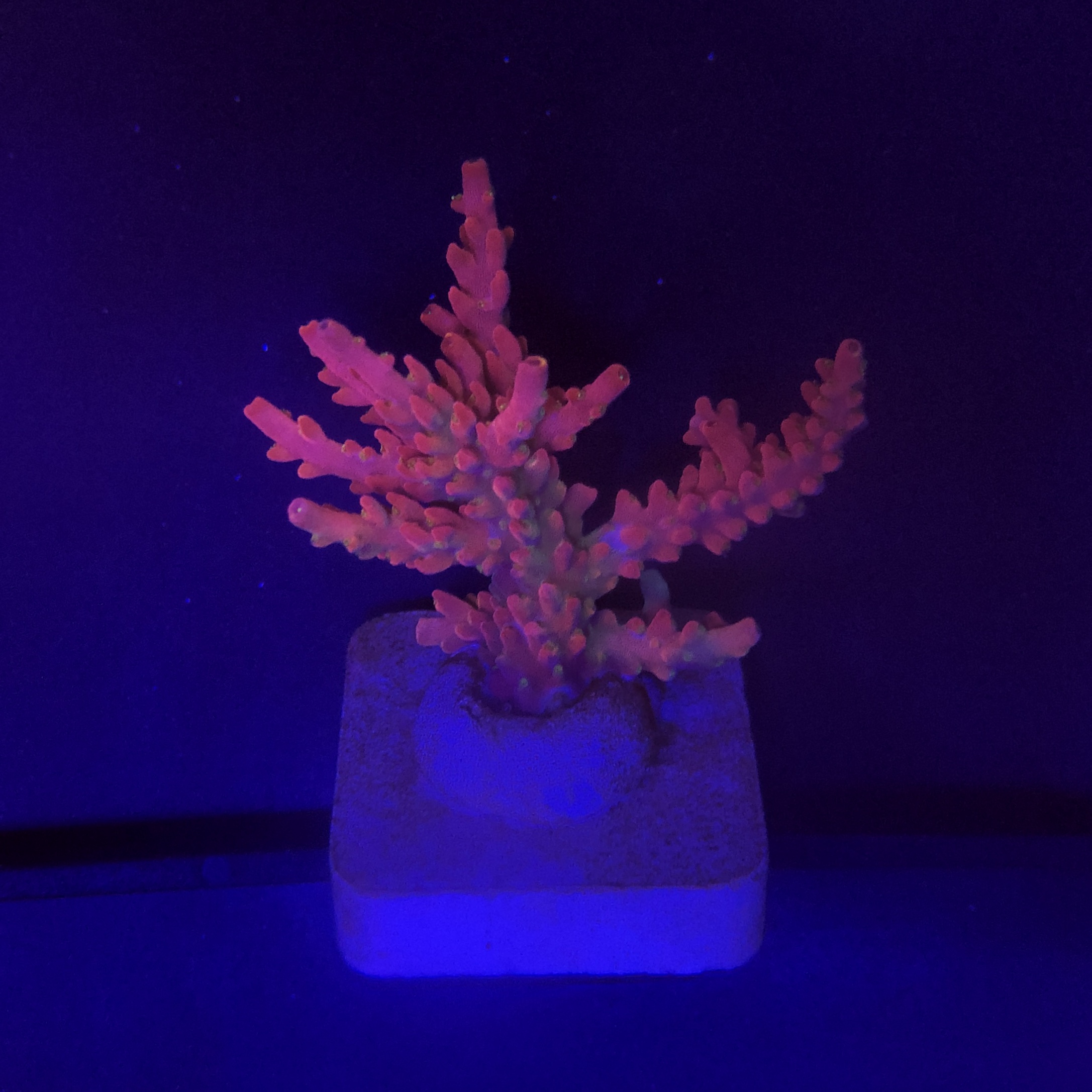 Austera Pink Yellow Tips M