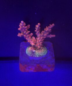 Austera Pink Yellow Tips M