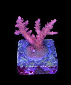 Alternative view of Austera Pink Yellow Tips M