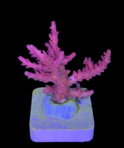 Alternative view of Austera Pink Yellow Tips M