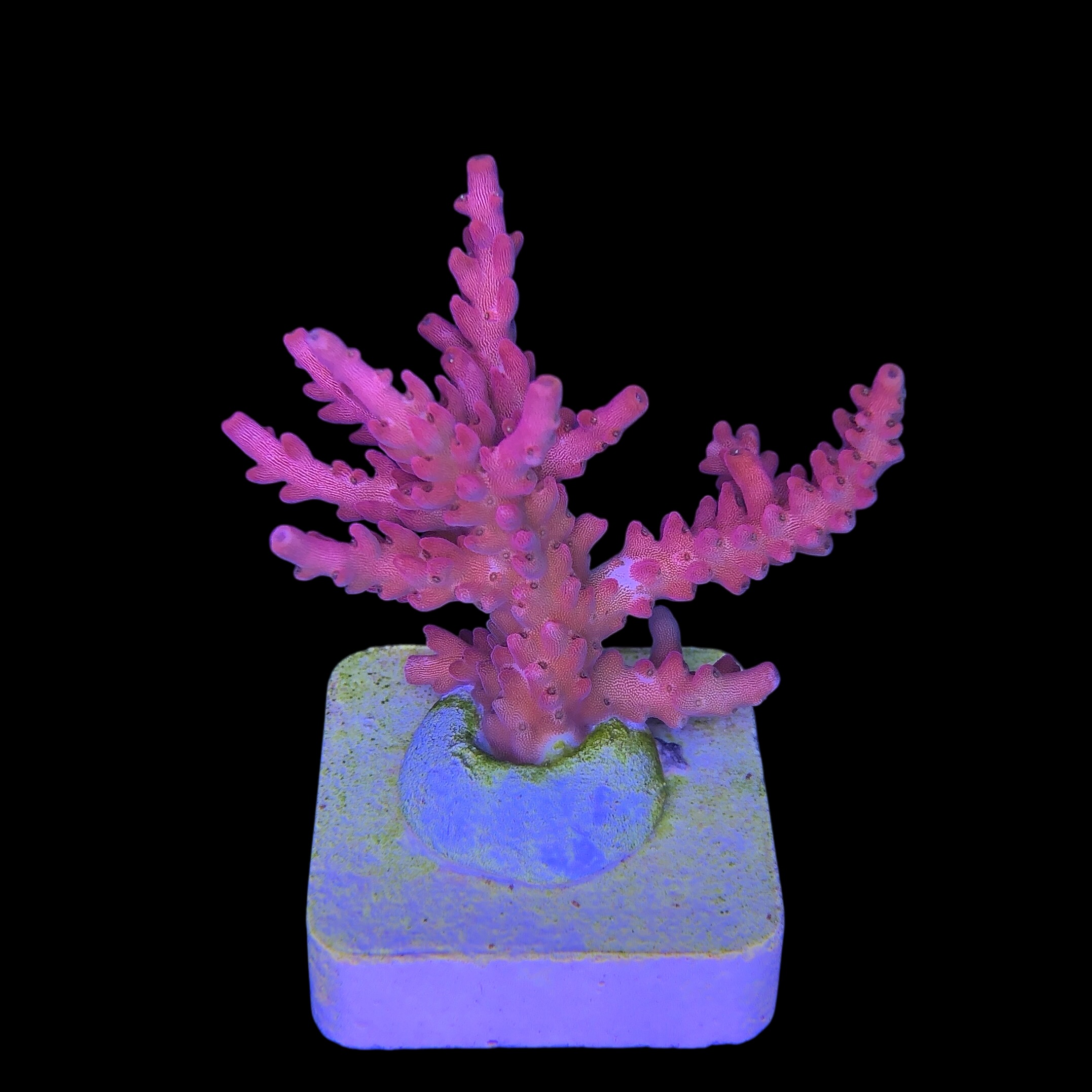 Austera Pink Yellow Tips M - Imagem 2