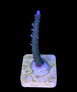 Alternative view of Blue Sky M