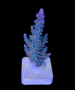 Blueberry G (Skuarosa)