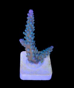 Blueberry M (Skuarosa)