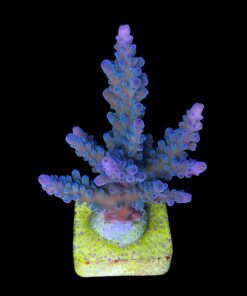 Blueberry Mini Colônia