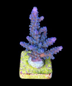 Blueberry Mini Colônia