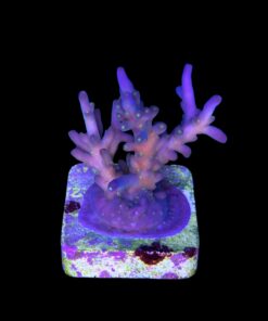 Caroliniana Purple Neon Polyps M