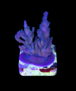 Caroliniana Purple Neon Polyps M