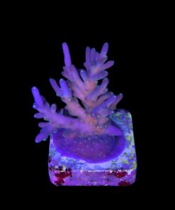 Caroliniana Purple Neon Polyps M