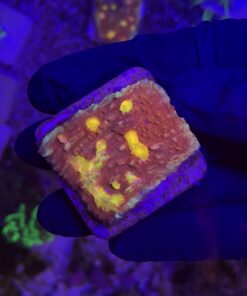 Chalice Golden Eye M