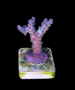 Alternative view of Cosmic M