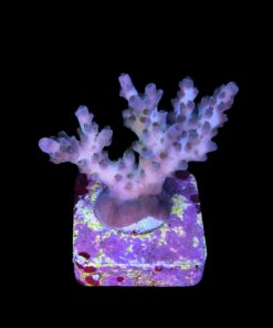 Alternative view of Cosmic M