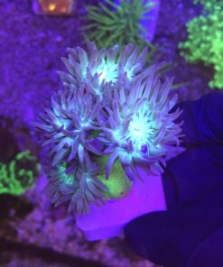 Duncanopsammia 4 Bocas