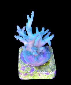 Alternative view of Echinata Green M