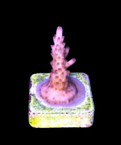 Alternative view of Fox Flame M