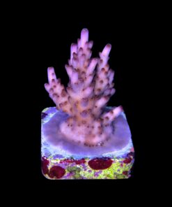 Alternative view of Fox Flame M