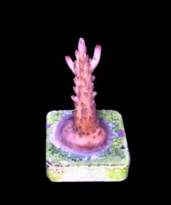 Alternative view of Fox Flame M