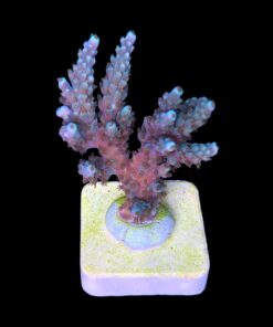 Alternative view of Fuzzy G