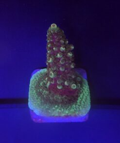 Good Vibes M NOVIDADE