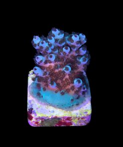 Alternative view of Guava M