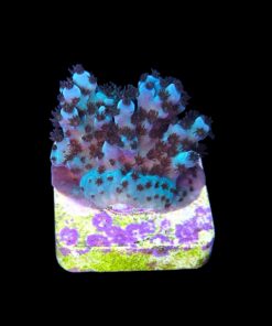 Alternative view of Guava M