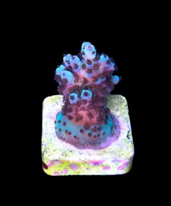 Alternative view of Guava M