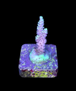 Alternative view of Tenuis Fruits Loops M