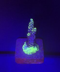 Tenuis Fruits Loops M