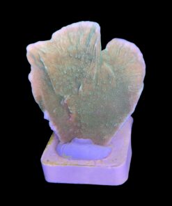 Alternative view of Montipora Capricornio Green M